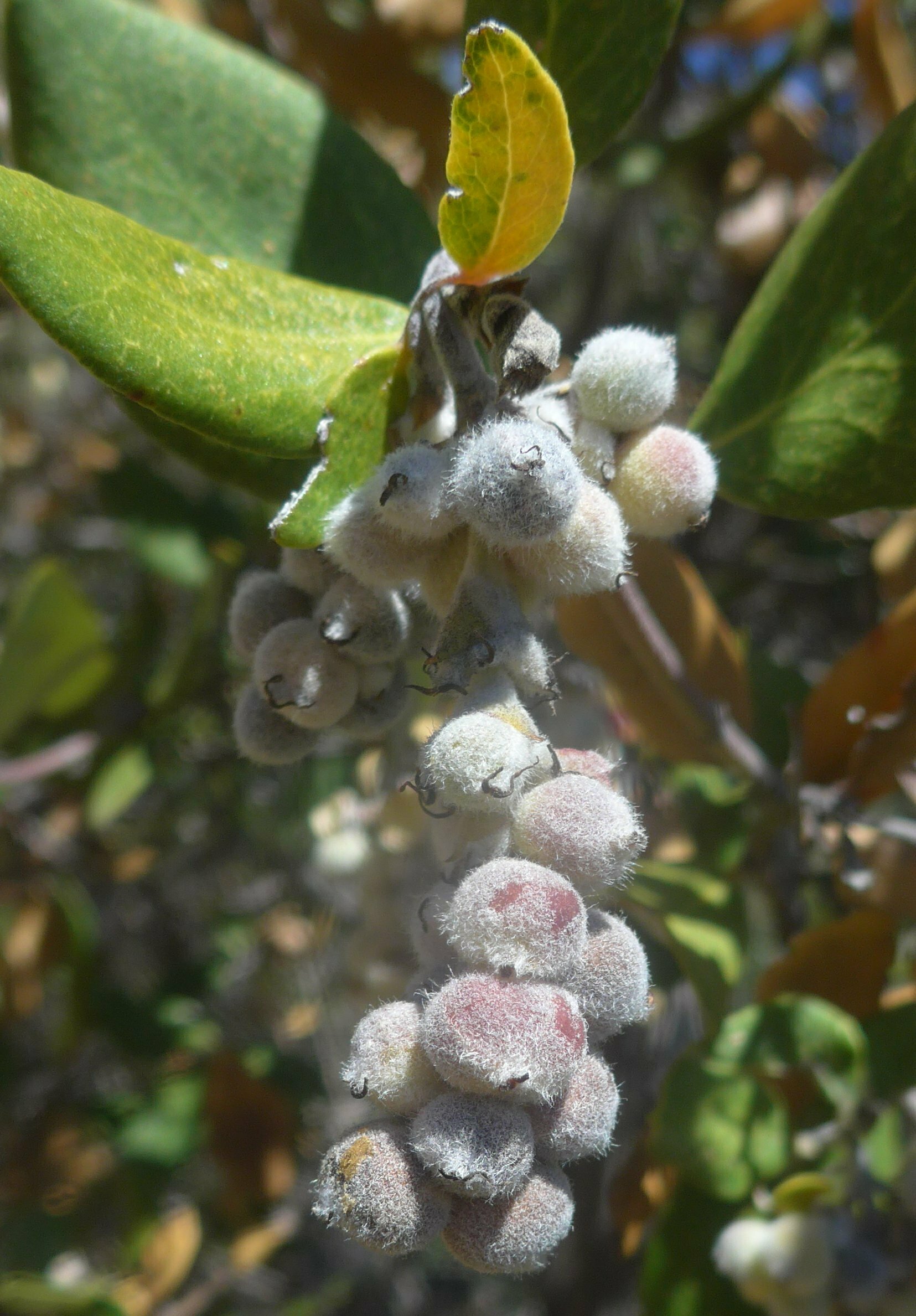 High Resolution Garrya flavescens Fruit
